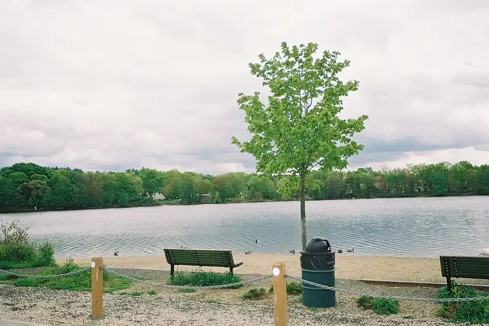 Artist Lake shoreline with a park bench, a young tree and calm water in Middle Island, New York