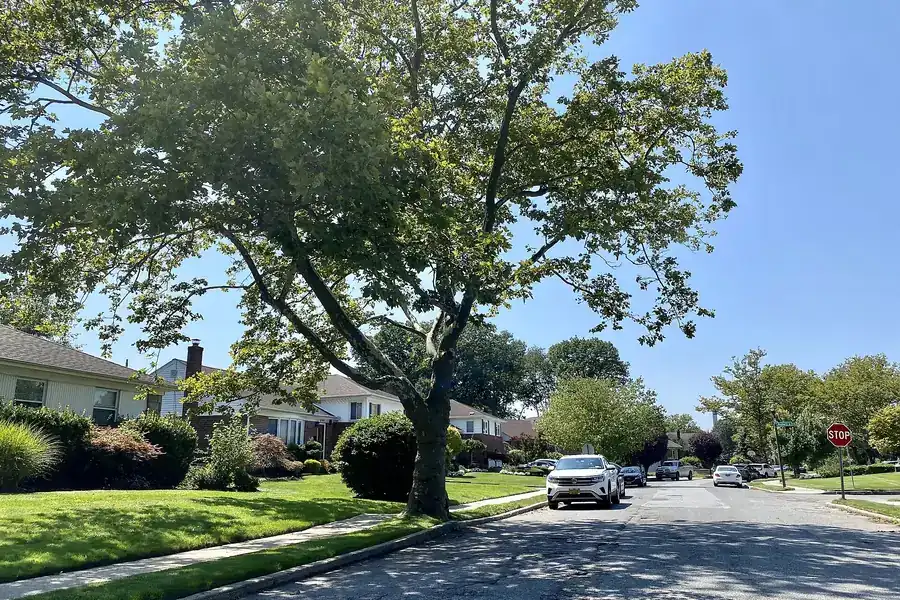 Quiet tree-lined residential street with lawns and houses under a blue sky in Salisbury, New York